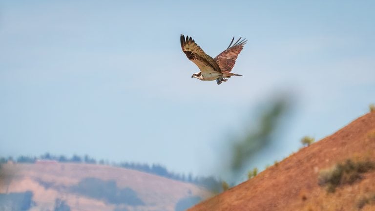 An osprey carries its catch over the ridges at Rock Cliff in Jordanelle State Park, Utah—captured mid-flight against blue sky and red hillside.