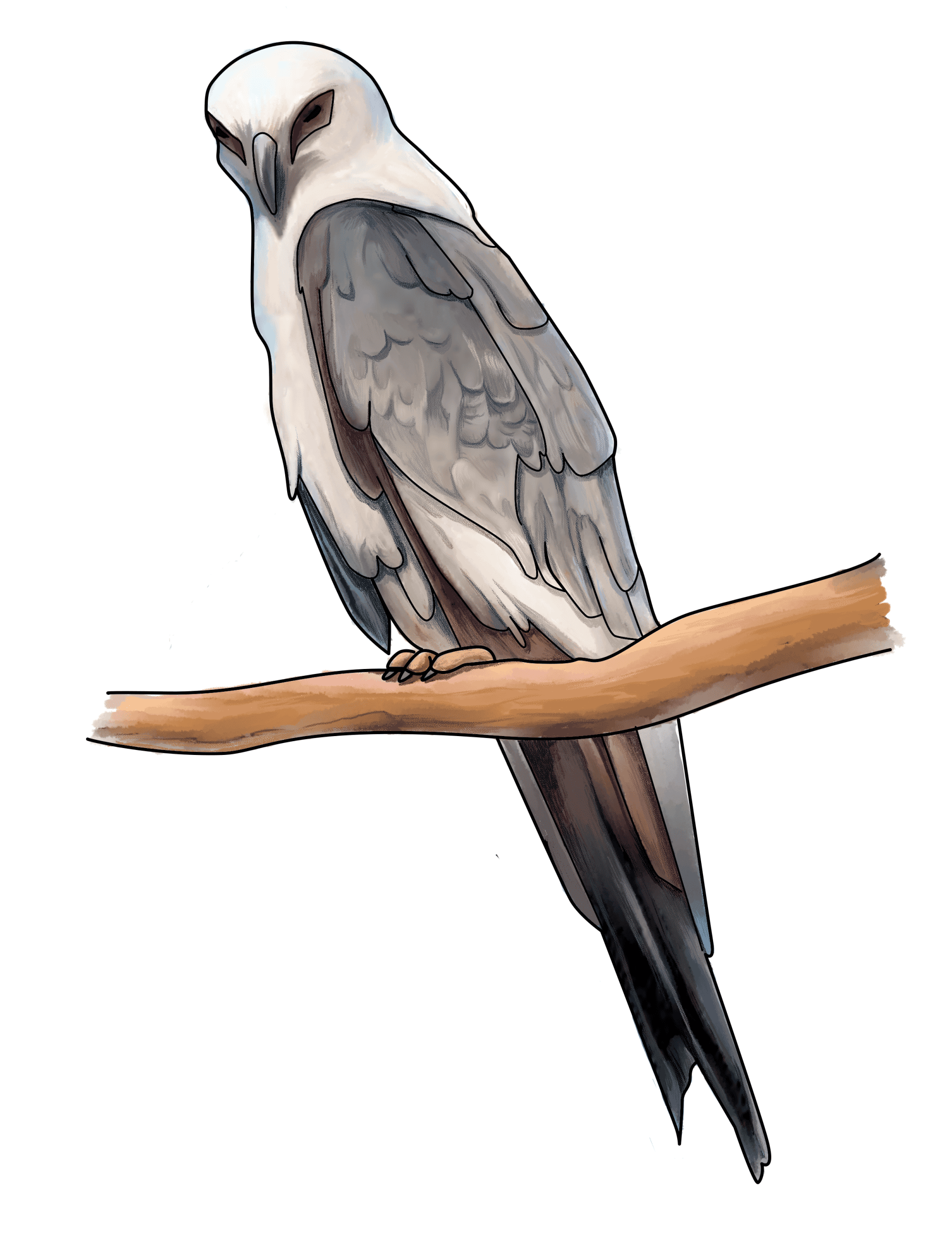 A detailed illustration of a mississippi kite perched on a branch, showcasing its impressive feathers and sharp beak.