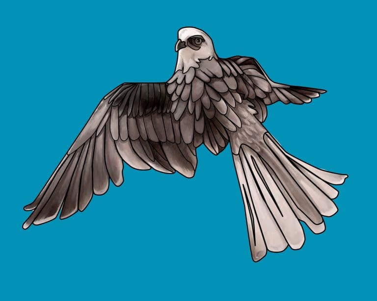 Spirit Hawk · The Folklore of the White-tailed Kite